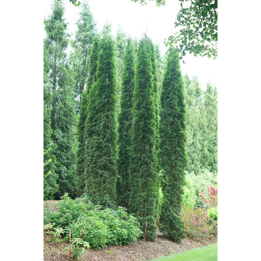 Full Speed A Hedge® Thin Man® Thuja trees, tall and fast-growing, are planted closely in a landscaped garden to form a lush privacy hedge, surrounded by green shrubs and foliage with similar trees and bright natural light in the background. - Photo Courtesy of Spring Meadow Nursery, Inc.