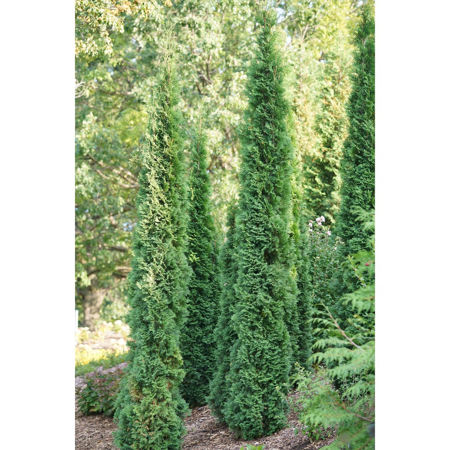 Full Speed A Hedge® Thin Man® Thuja is a tall, narrow evergreen that grows quickly to form a dense, green privacy hedge in your landscape, with lush foliage rising above mulch and complementing background trees. - Photo Courtesy of Spring Meadow Nursery, Inc.