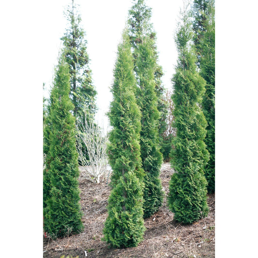 Several Full Speed A Hedge® Thin Man® Thuja, tall and narrow fast-growing evergreens with dense green foliage, grow in mulch-covered soil amid similar Thuja privacy hedge plantings and sparse background vegetation. - Photo Courtesy of Spring Meadow Nursery, Inc.
