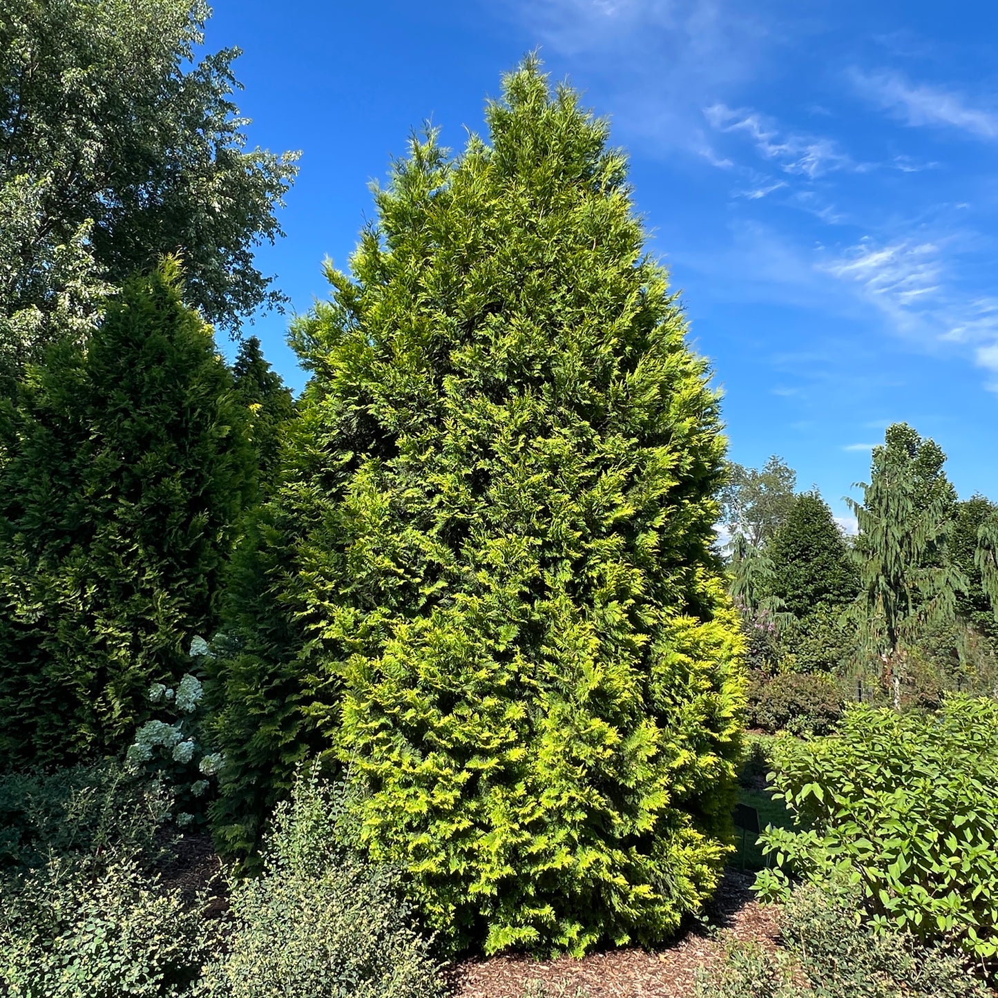 Polar Gold® Arborvitae (Thuja) - Photo Property of Garden Crossings LLC