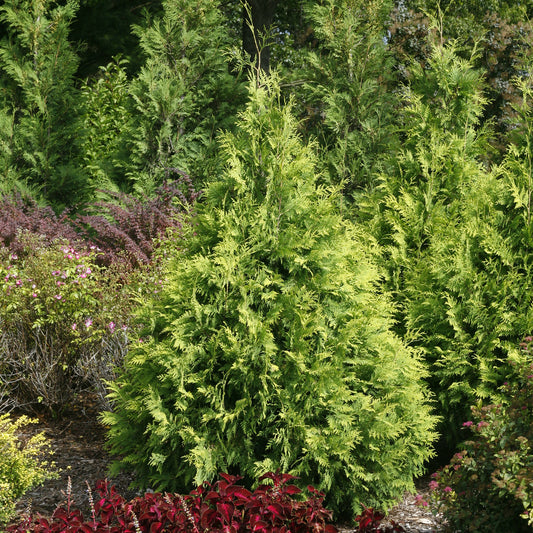 Polar Gold® Arborvitae (Thuja) - Photo Courtesy of Proven Winners, Inc.