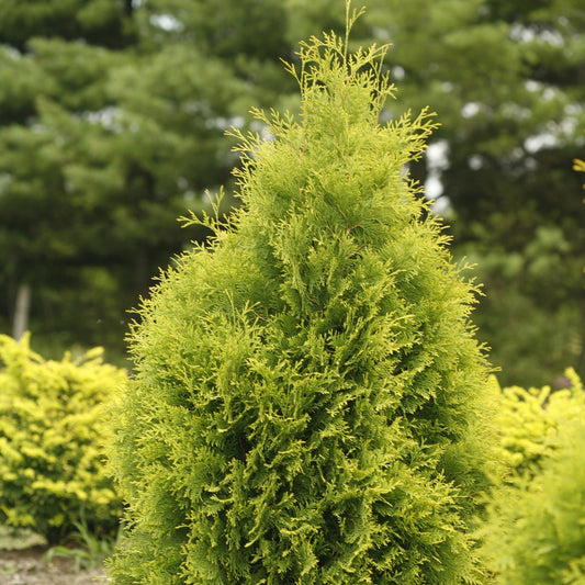A close-up of Polar Gold® Arborvitae (Thuja) shows its bright green, dense, feathery foliage in a landscaped garden, surrounded by other shrubs and softly blurred tall trees in the background - Photo Courtesy of Proven Winners, Inc.