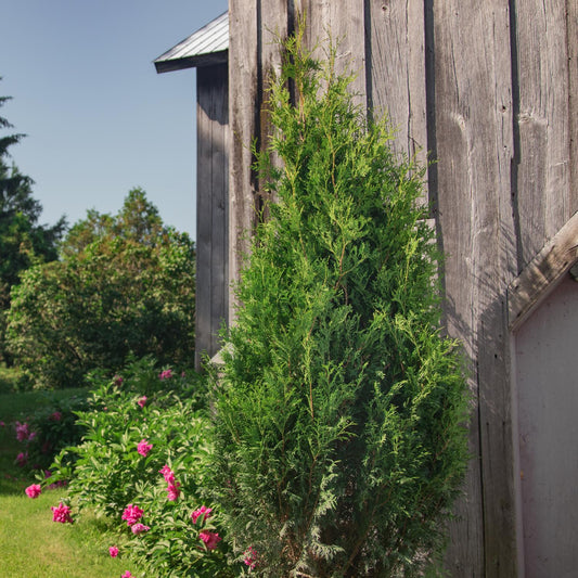 A Sasquatch™ Dark Green Arborvitae (Thuja) shrub thrives beside a rustic wooden building, framed by pink blooms and greenery - Photo Courtesy of Proven Winners, Inc.