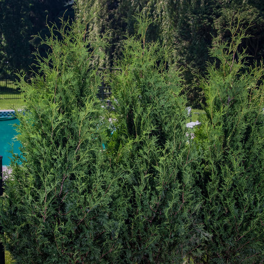 Tall, dense Sasquatch™ Dark Green Arborvitae (Thuja) shrubs with lush green foliage create a fast-growing evergreen privacy hedge, partially screening a backyard pool and fence in a bright, verdant outdoor space - Photo Courtesy of Proven Winners, Inc.