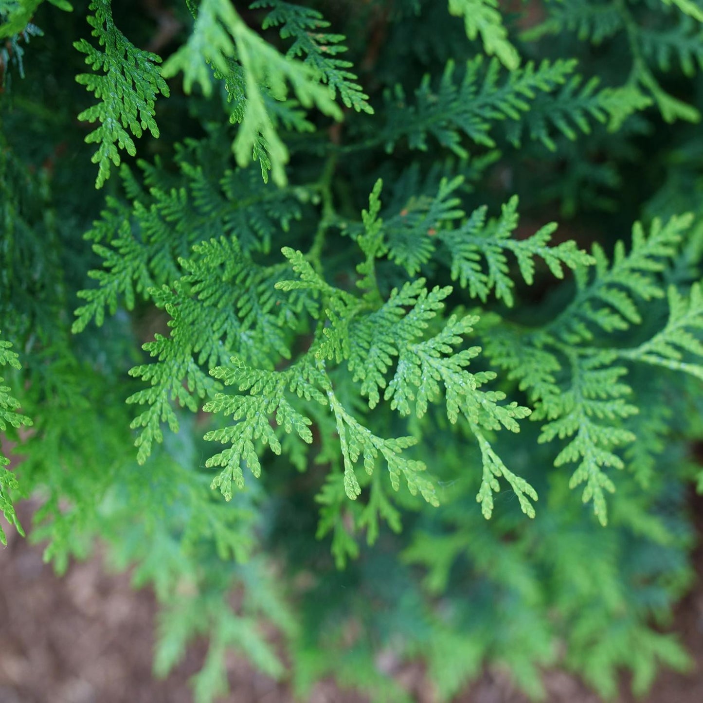 Close-up of vibrant Sasquatch™ Dark Green Arborvitae (Thuja) branches, a fast-growing evergreen ideal for privacy hedges, featuring flat, scale-like leaves with a blurred background - Photo Courtesy of Proven Winners, Inc.