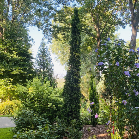 Sting® Arborvitae (Thuja) - Photo Property of Garden Crossings LLC