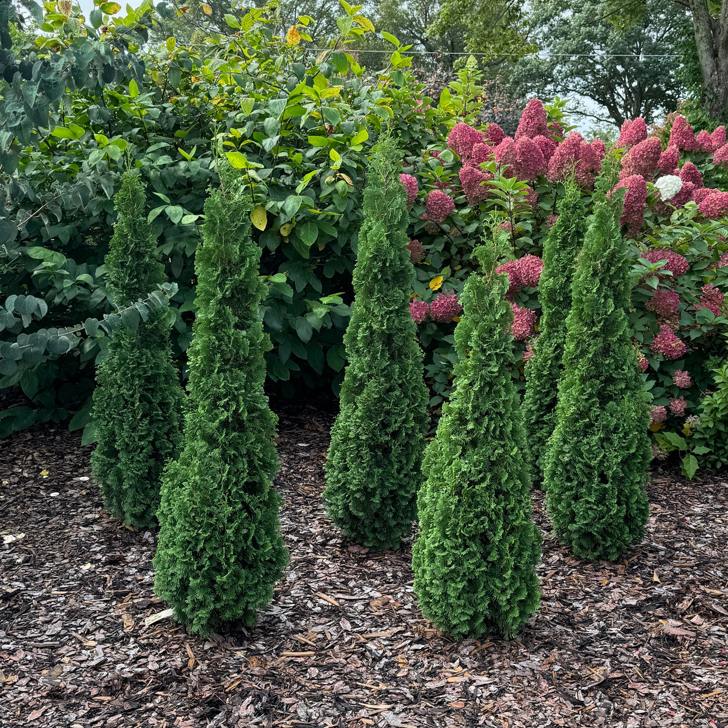 Sting® Arborvitae (Thuja) - Photo Property of Garden Crossings LLC