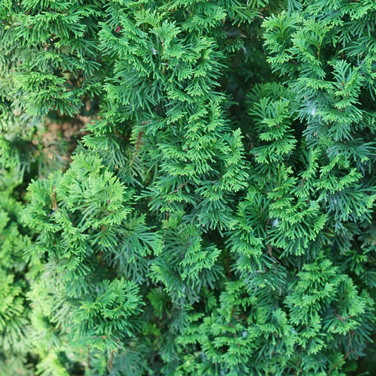 Sting® Arborvitae (Thuja) - Photo Courtesy of Proven Winners, Inc.