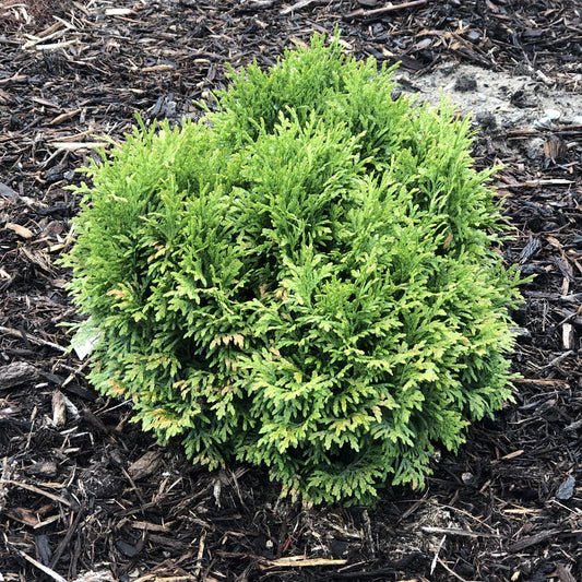 The Tater Tot® Arborvitae (Thuja) is a compact, round evergreen shrub with dense, needle-like foliage, thriving in mulch-covered soil in an outdoor garden - Photo Property of Garden Crossings LLC.