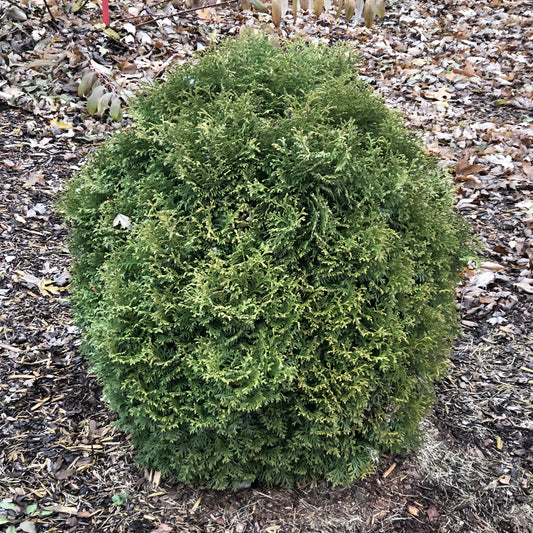 Tater Tot® Arborvitae (Thuja) - Photo Property of Garden Crossings LLC