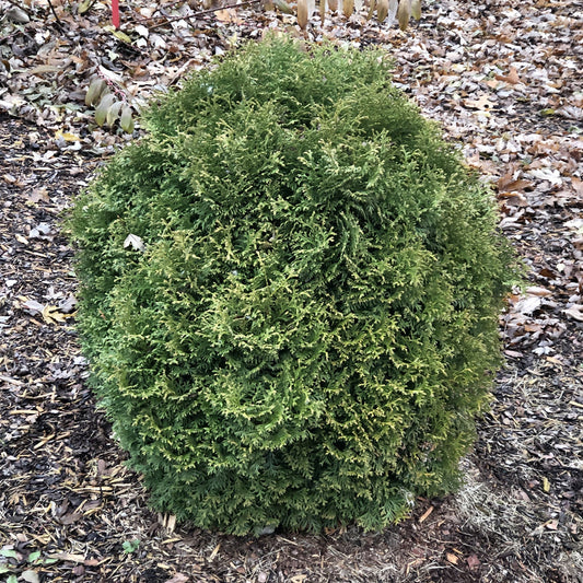 Top-down view of the Tater Tot® Arborvitae (Thuja) a dense, round evergreen shrub with bright green foliage that thrives in a garden bed mulched and dotted with fallen brown leaves - Photo Property of Garden Crossings LLC.