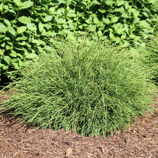 A dense, round Whip It Good® Arborvitae (Thuja) with fine, green foliage grows in a mulched garden bed, while compact evergreens and leafy green plants provide a lush backdrop - Photo Courtesy of Proven Winners, Inc.