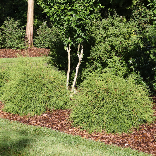 Several rounded, compact evergreen shrubs, including Whip It Good® Arborvitae (Thuja), are planted in a mulched garden bed next to a neatly trimmed lawn, with taller trees and dense foliage visible in the background - Photo Courtesy of Proven Winners, Inc.