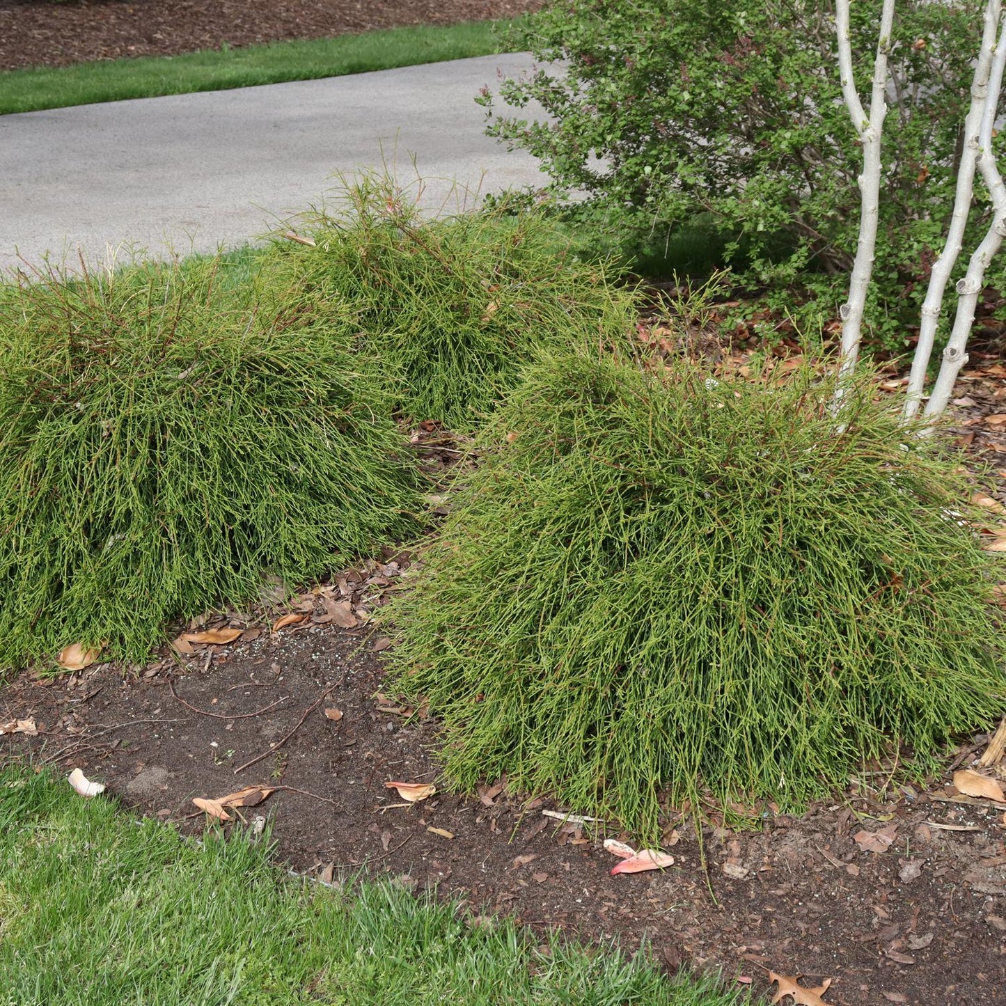 Small, rounded shrubs with dense green foliage—like the compact Whip It Good® Arborvitae (Thuja)—grow in a garden bed edged by grass. Brown leaves are scattered on the soil and a paved path appears in the background - Photo Courtesy of Proven Winners, Inc.