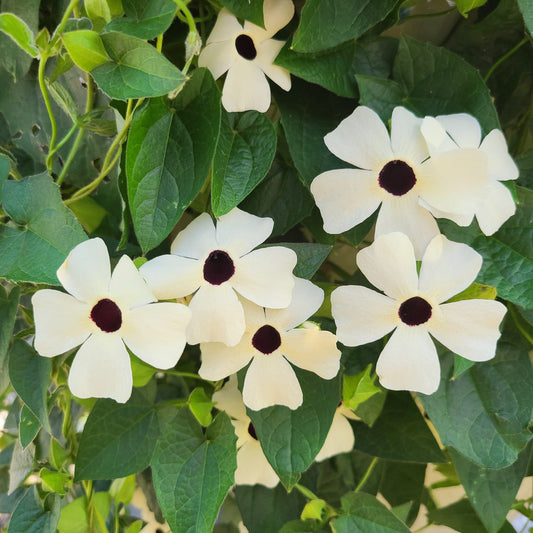 Coconut A -Peel® Black -Eyed Susan Vine (Thunbergia) - Photo Property of Garden Crossings LLC