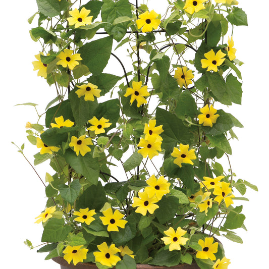Lemon A -Peel® Black -Eyed Susan Vine (Thunbergia) - Photo Courtesy of Proven Winners, Inc.