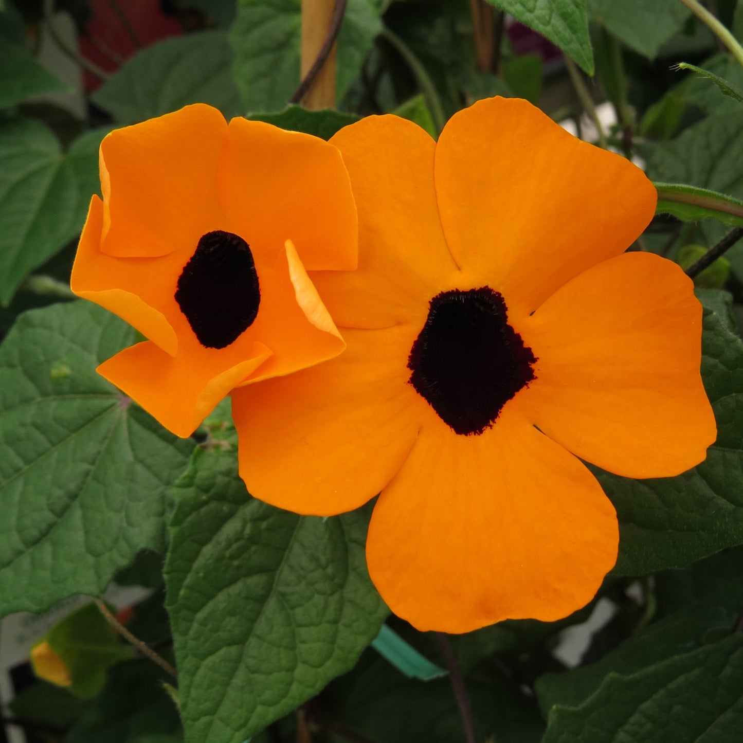 Two vibrant orange blooms of the Orange A-Peel® Black-Eyed Susan Vine with dark centers and slightly overlapping petals stand out sharply against a backdrop of lush green leaves - Photo Courtesy of Proven Winners, Inc.