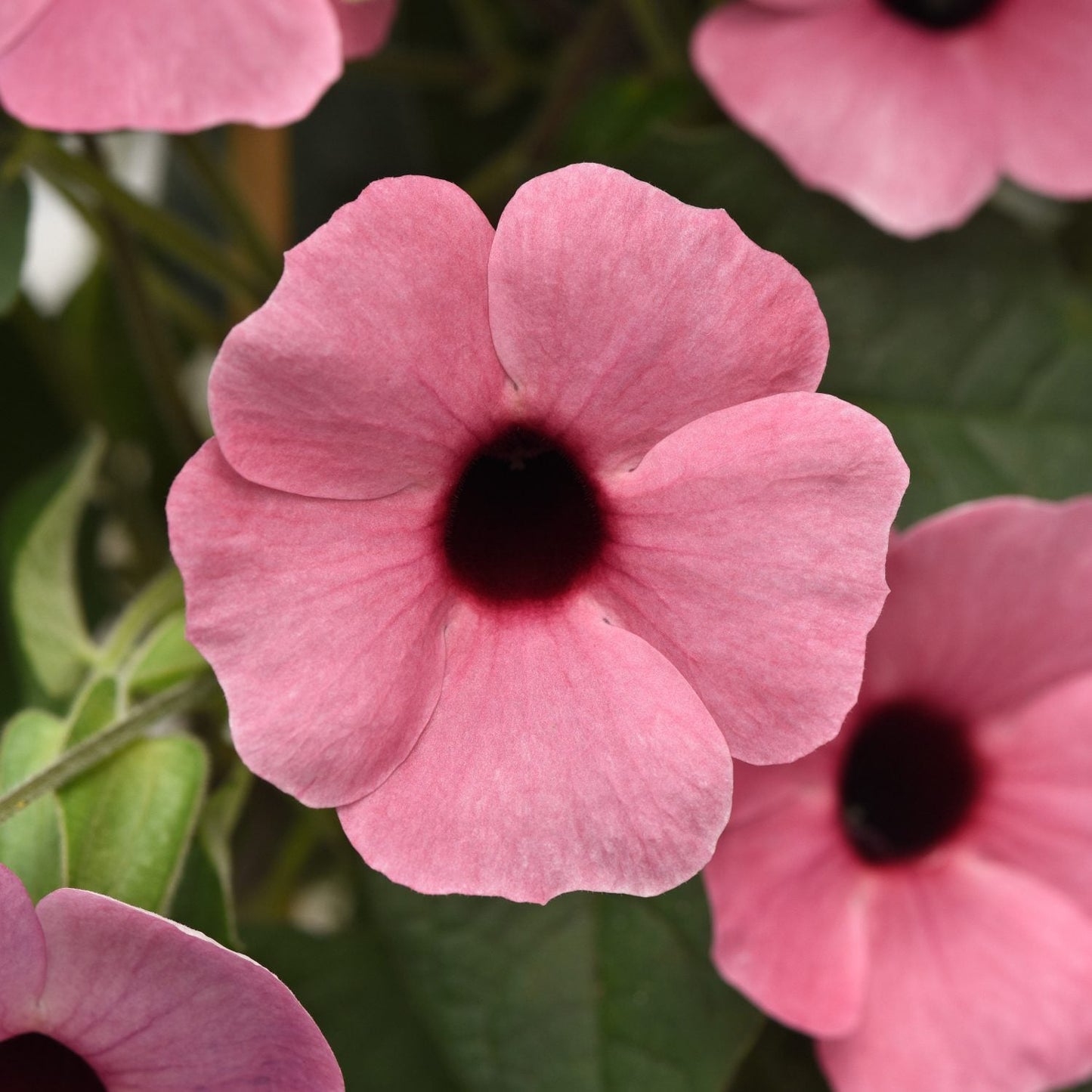 Close-up of a Sunny™ Rose Sensation Black-Eyed Susan Vine bloom with a dark center, surrounded by green leaves and more pink flowers in the background - Photo Courtesy of Ball Horticulure, Inc.
