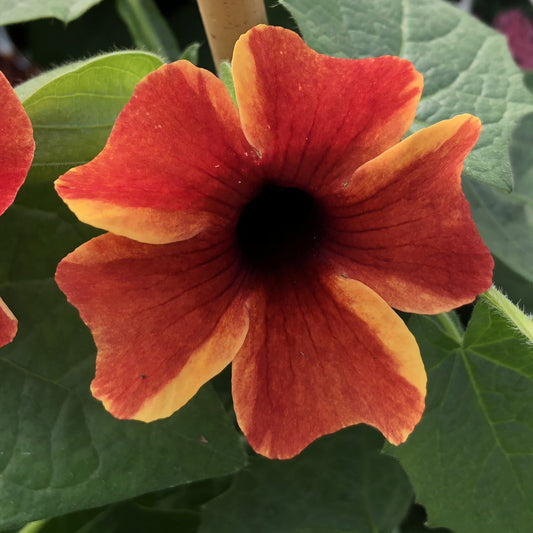 Tangerine Slice A -Peel® Black -Eyed Susan Vine (Thunbergia) - Photo Property of Garden Crossings LLC