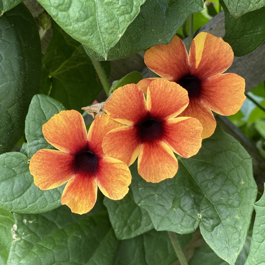 Tangerine Slice A - Photo Property of Garden Crossings LLC