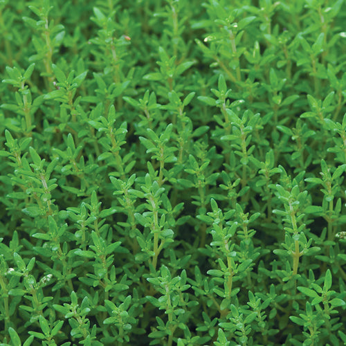 Close-up of dense, lush green 'Summer' Thyme (Thymus) with small oval leaves and thin upright stems, creating vibrant ground cover - Photo Courtesy of Ball Horticulture, Inc.
