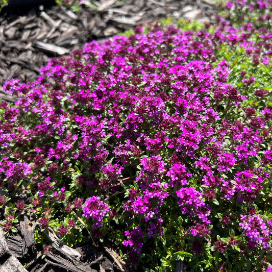 Close-up of a dense cluster of vibrant purple flowers—'Coccineus' Red Creeping Thyme (Thymus)—thrives as a drought-tolerant ground cover among green foliage and wood mulch in bright sunlight - Photo Property of Garden Crossings LLC.