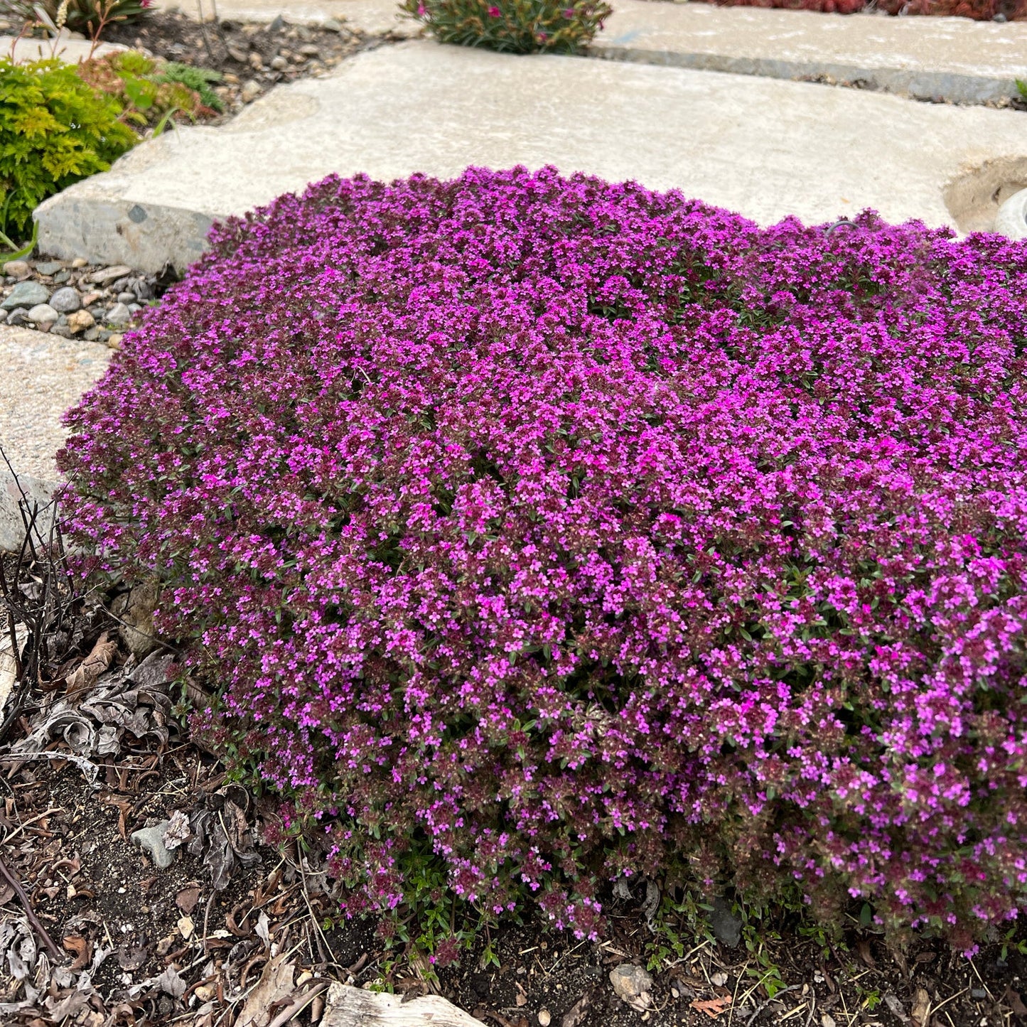 A dense patch of drought-tolerant 'Coccineus' Red Creeping Thyme (Thymus) with vibrant red flowers grows next to stone pavers in a garden, creating a colorful and hardy ground cover - Photo Property of Garden Crossings LLC.