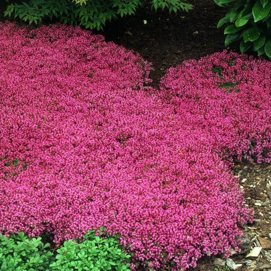 A dense mat of vibrant pink 'Coccineus' Red Creeping Thyme (Thymus) flowers creates a drought-tolerant ground cover, contrasting beautifully with green foliage and brown soil - Photo Courtesy of Walters Gardens, Inc.