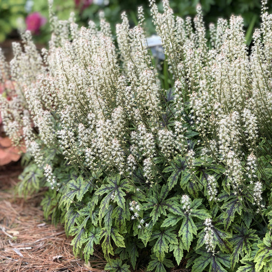 Cutting Edge' Foamflower (Tiarella) - Photo Property of Garden Crossings LLC
