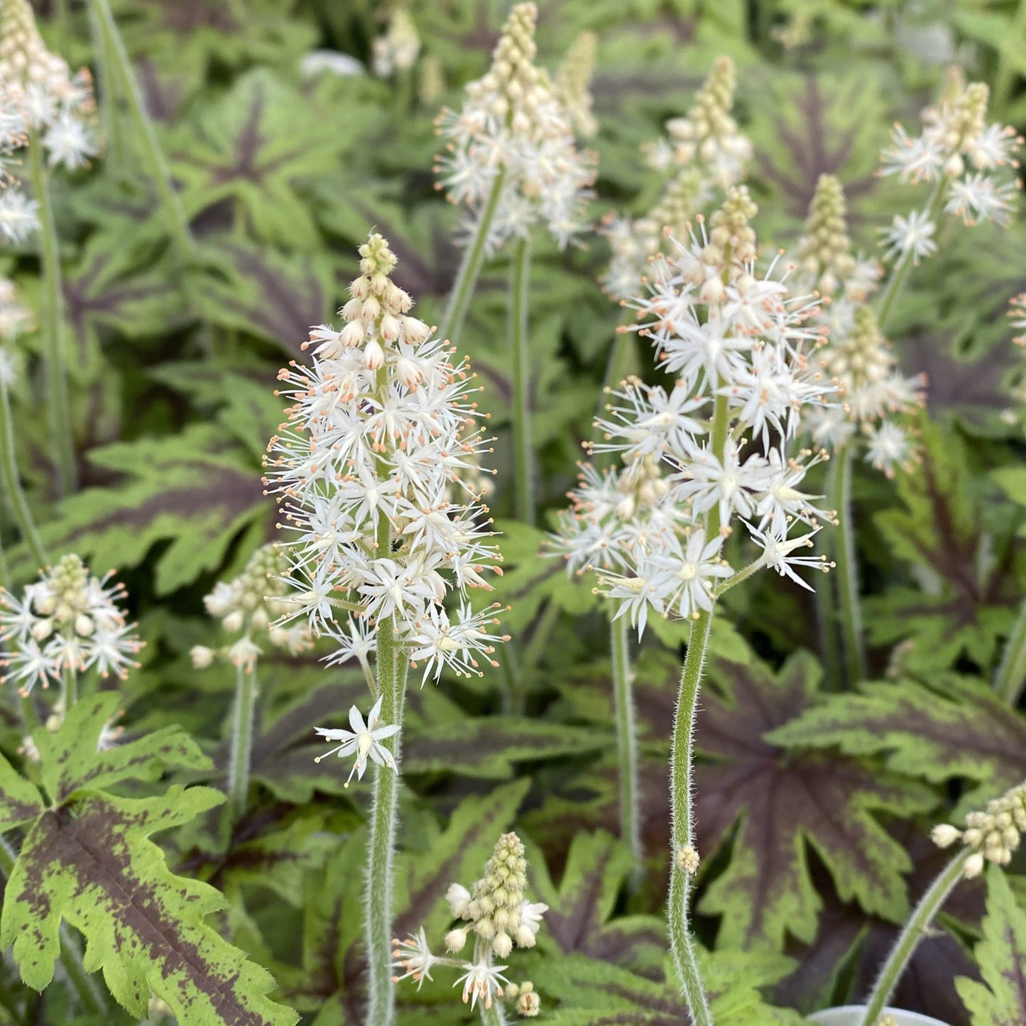 Cutting Edge' Foamflower (Tiarella) - Photo Property of Garden Crossings LLC