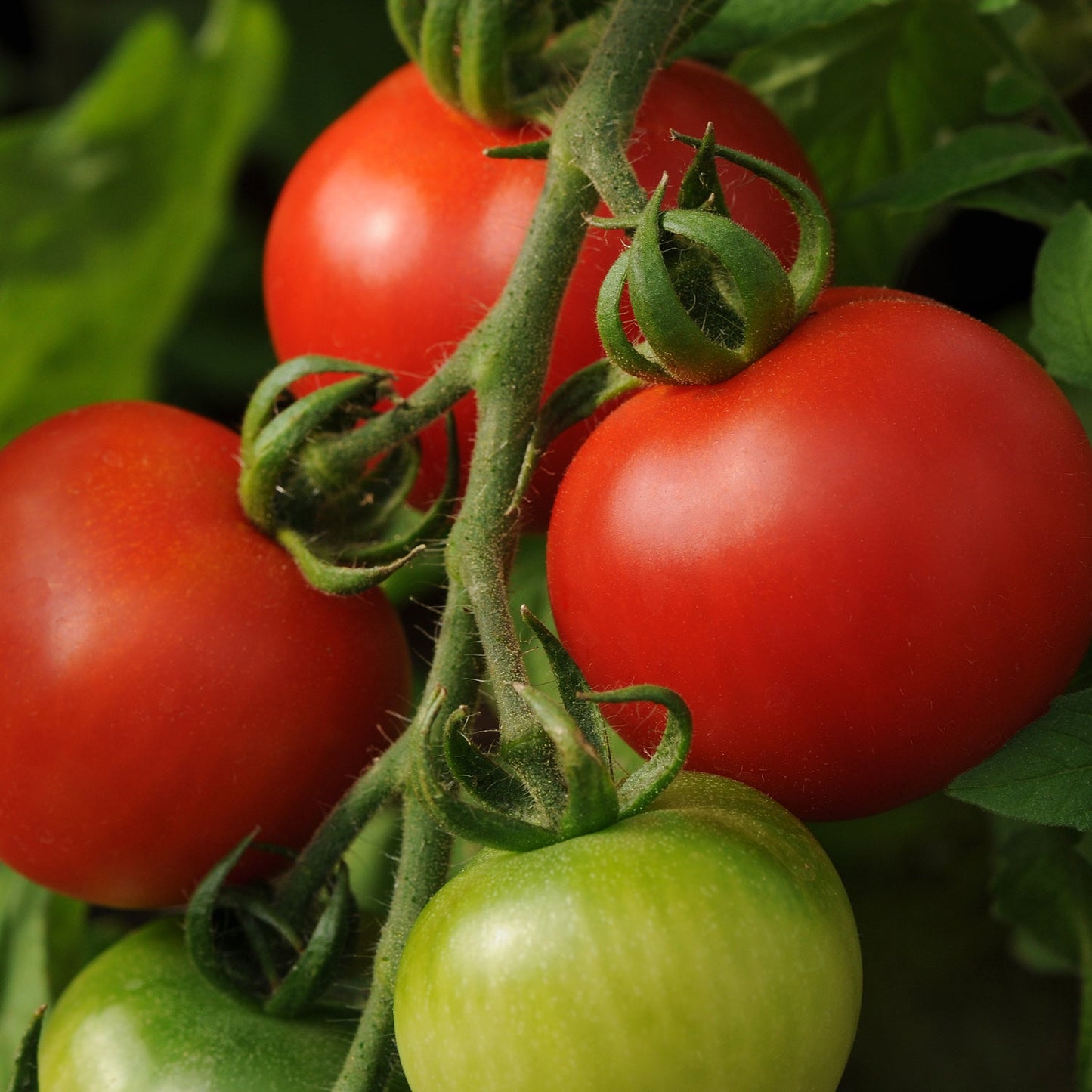 Close-up of a patio container with 'Fourth of July' Tomato (Lycopersicon) plants, showcasing fruits at different ripening stages—some red and ripe, others green—set against lush green leaves and stems - Photo Courtesy of Burpee.