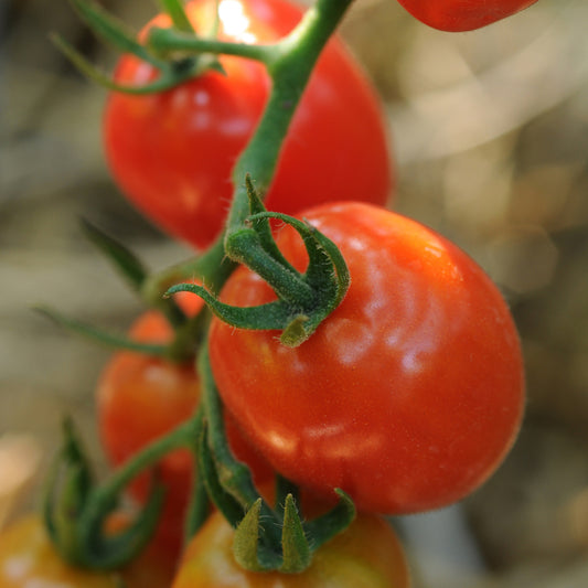 Napa Grape Hybrid' Tomato Cherry (Lycopersicon) - Photo Courtesy of Burpee