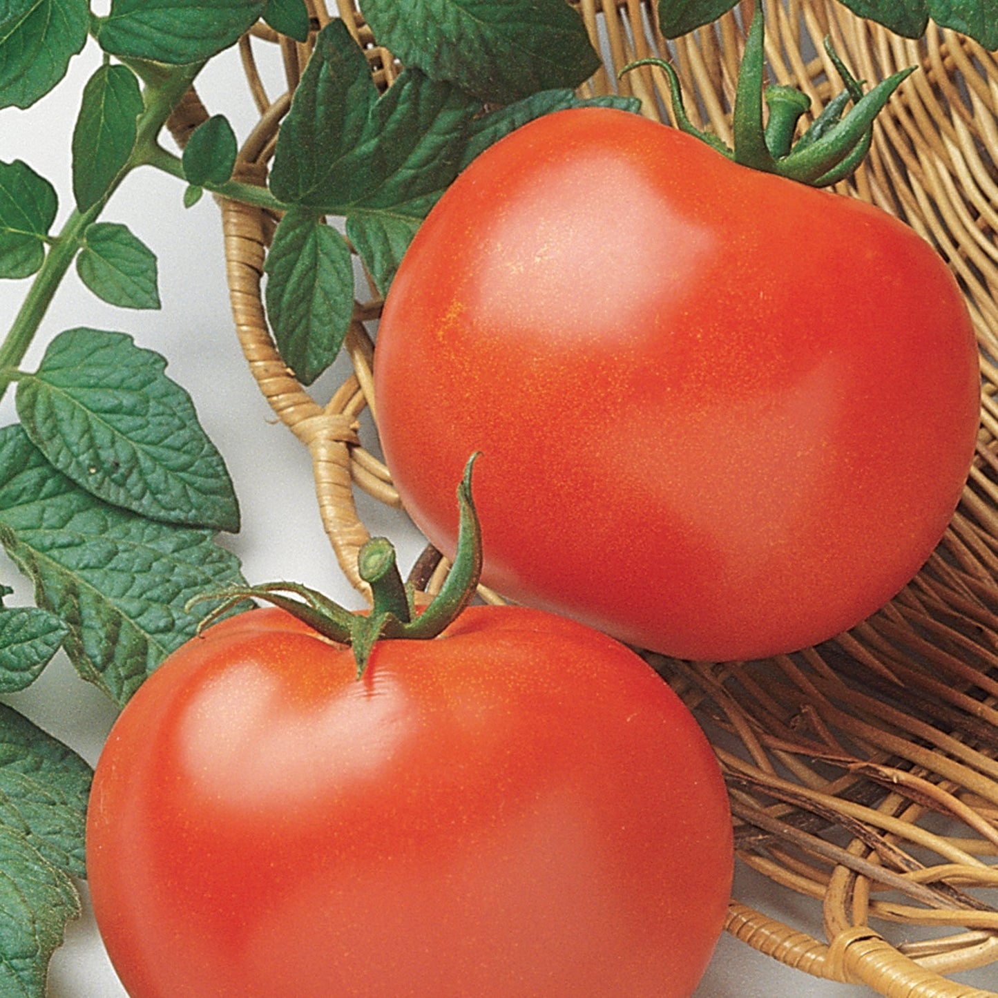 Two ripe, red Rutgers' Tomato (Lycopersicon) with green stems rest in a woven basket, surrounded by lush tomato plant leaves - Photo Courtesy of Burpee.