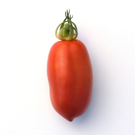 San Marzano' Tomato (Lycopersicon) - Photo Courtesy of Ball Horticulure, Inc.