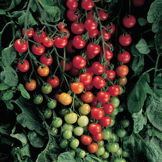 Sweet 100' Tomato Cherry (Lycopersicon) - Photo Courtesy of Burpee