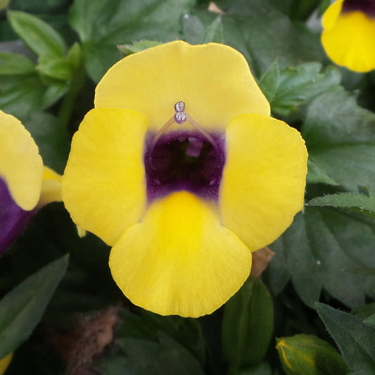 Catalina® Gilded Grape™ Wishbone Flower (Torenia) - Photo Property of Garden Crossings LLC
