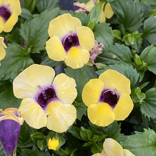Catalina® Gilded Grape™ Wishbone Flower (Torenia) - Photo Property of Garden Crossings LLC