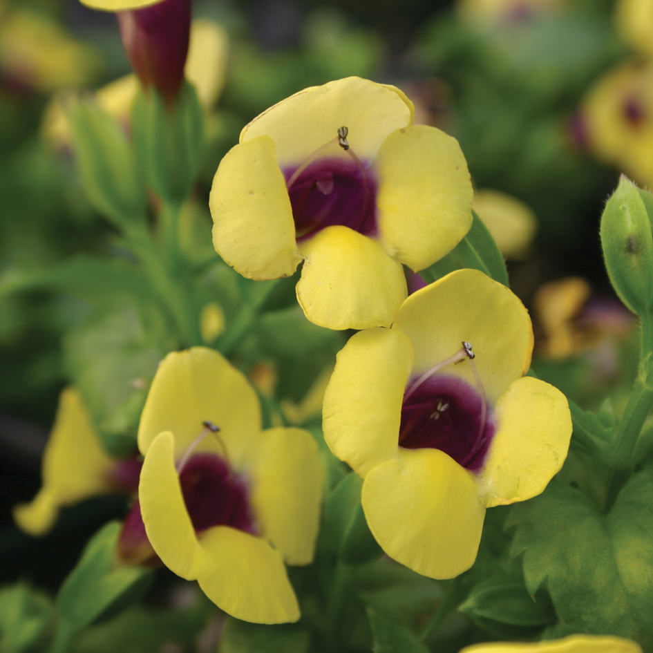 Catalina® Gilded Grape™ Wishbone Flower (Torenia) - Photo Courtesy of Proven Winners, Inc.