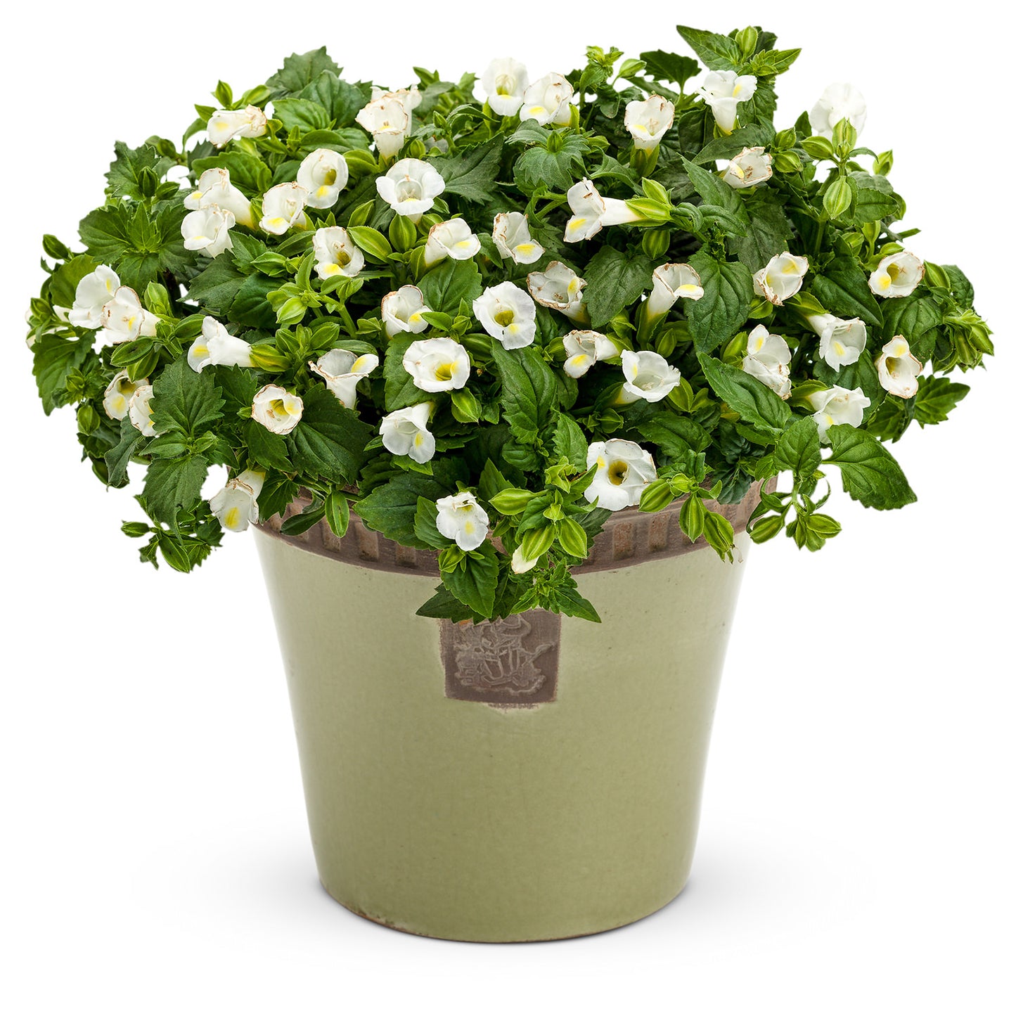 Catalina® White Linen Wishbone Flower (Torenia) - Photo Courtesy of Proven Winners, Inc.