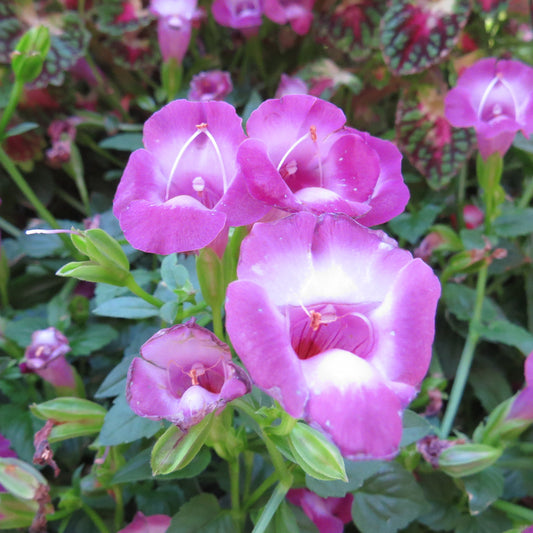 Summer Wave® Large Amethyst Wishbone Flower (Torenia) features vibrant pink blooms with white centers and green leaves. The delicate, slightly ruffled petals make this plant ideal for shade gardens and hanging baskets outdoors - Photo Property of Garden Crossings LLC.