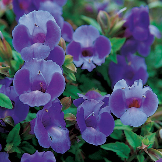 Close-up of Summer Wave® Large Blue Wishbone Flower (Torenia) showcasing vibrant purple blooms with soft, rounded petals and green leaves - Photo Courtesy of Proven Winners, Inc.