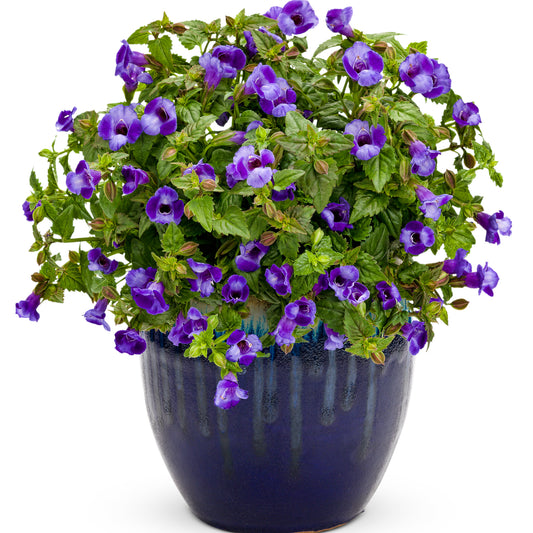Summer Wave® Large Blue Wishbone Flower (Torenia) - Photo Courtesy of Proven Winners, Inc.