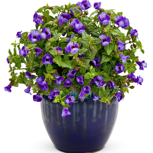 A lush green plant with many vibrant purple flowers, the Summer Wave® Large Blue Wishbone Flower (Torenia), thrives in shade and is shown here in a glossy dark blue ceramic pot against a white background - Photo Courtesy of Proven Winners, Inc. Decorative pot not included.