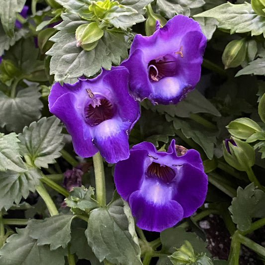Summer Wave® Large Violet Wishbone Flower (Torenia) - Photo Property of Garden Crossings LLC
