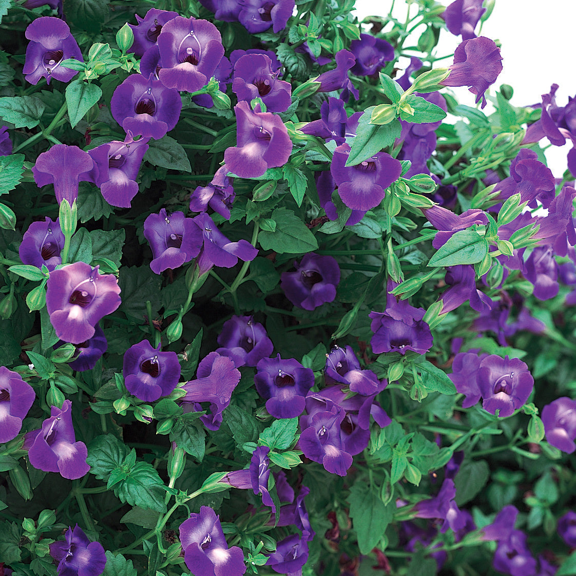 A cluster of vibrant purple, trumpet-shaped blooms with lighter centers and green leaves, densely packed - Photo Courtesy of Proven Winners, Inc.