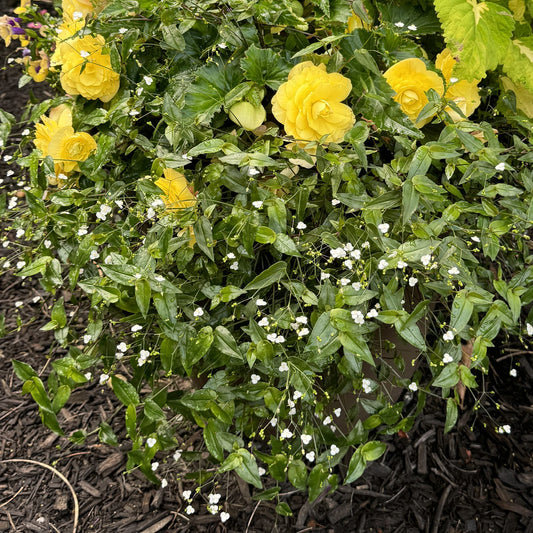 Bridal Veil White Spiderwort (Tradescantia) - Photo Property of Garden Crossings LLC