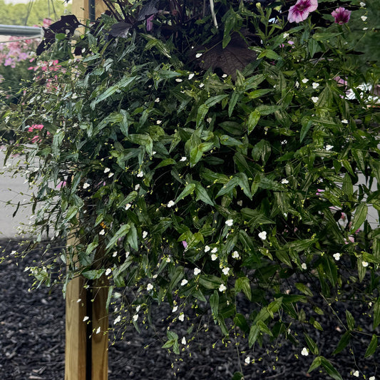 Bridal Veil White Spiderwort (Tradescantia) - Photo Property of Garden Crossings LLC