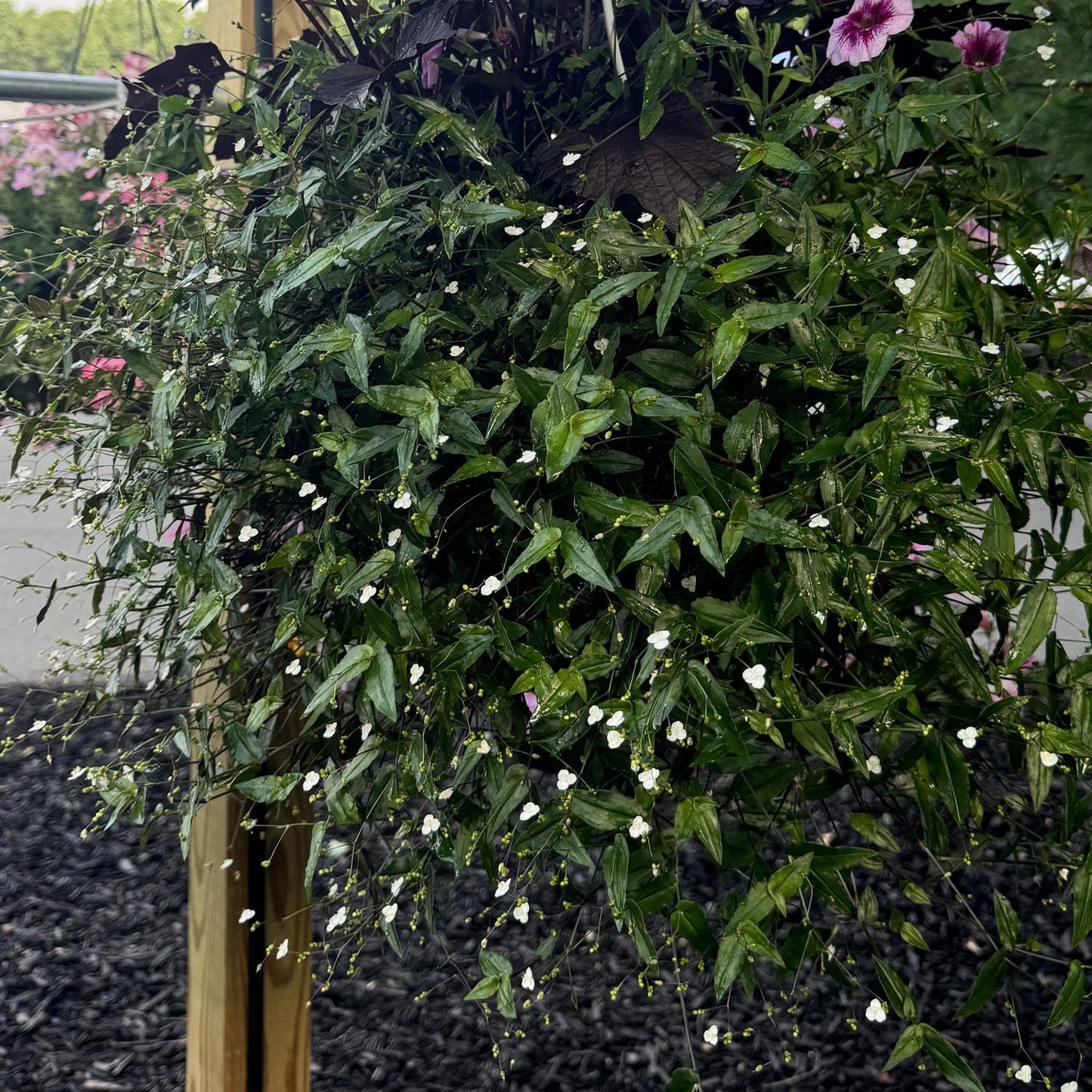 A hanging basket brims with green Bridal Veil White Spiderwort (Tradescantia), a trailing plant dotted with small white and occasional pink flowers. In the backdrop are a wooden post, mulch, and soft-focus pink blooms - Photo Property of Garden Crossings LLC. Decorative pot not included.