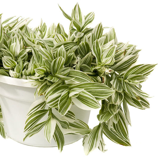 A white pot filled with lush green and white striped leaves of Pistachio™ White Spiderwort (Tradescantia), with dense foliage spilling over the edges - Photo Courtesy of Ball Horticulture, Inc.