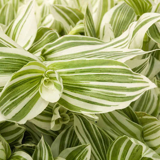 Pistachio™ White Spiderwort (Tradescantia) - Photo Courtesy of Ball Horticulure, Inc.